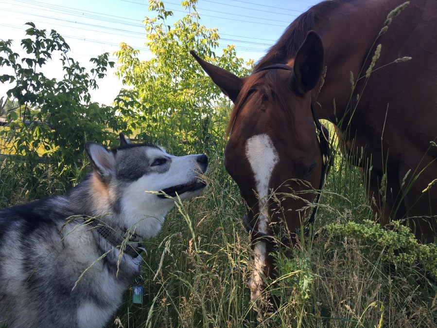 Scenes from Rossland Stables