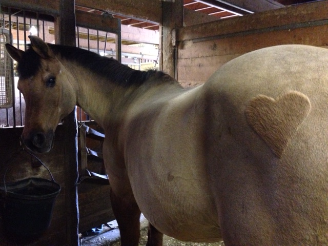 Scenes from Rossland Stables