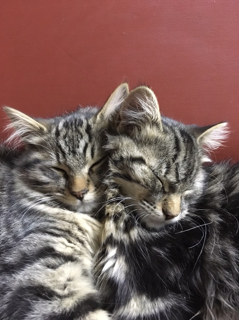 Rossland Stables kittens