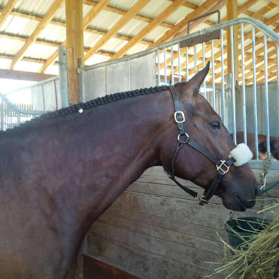 Hunter horse in braids