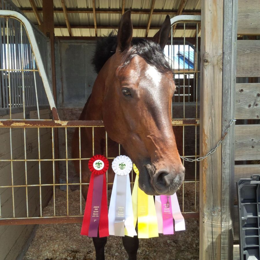 Maddie with all her show ribbons