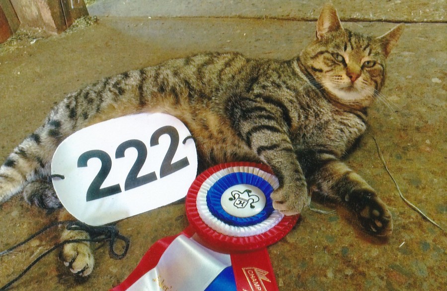 Scenes from Rossland Stables