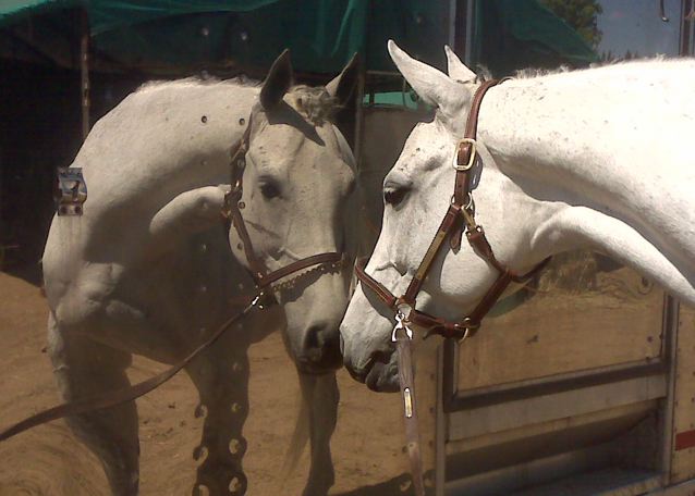 Scenes from Rossland Stables at the horse show