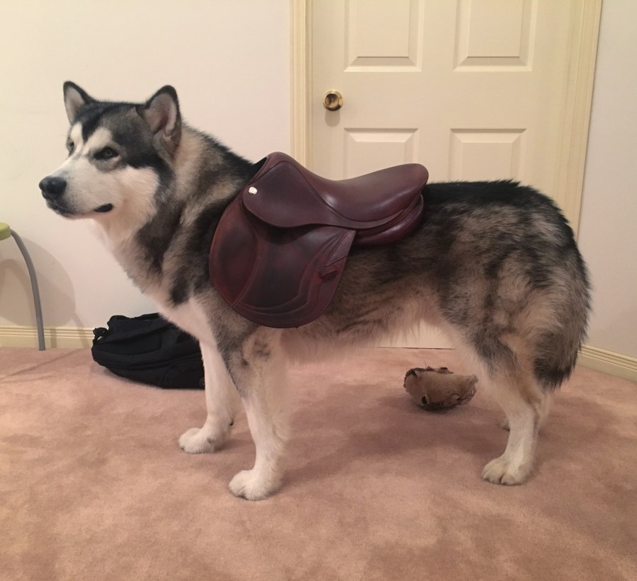 Scenes from Rossland Stables